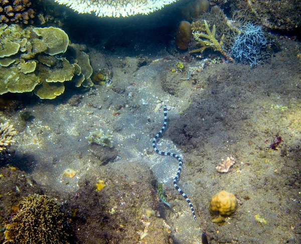 Krait sea snake underwater photo. Dangerous marine animal. Poisonous sea snake swims in shallow water. — Stock Photo, Image