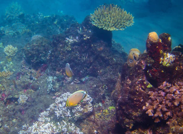 Жовта коралова риба на рифі. Екзотичний острів морський берег. Тропічний морський пейзаж під водою фото — стокове фото