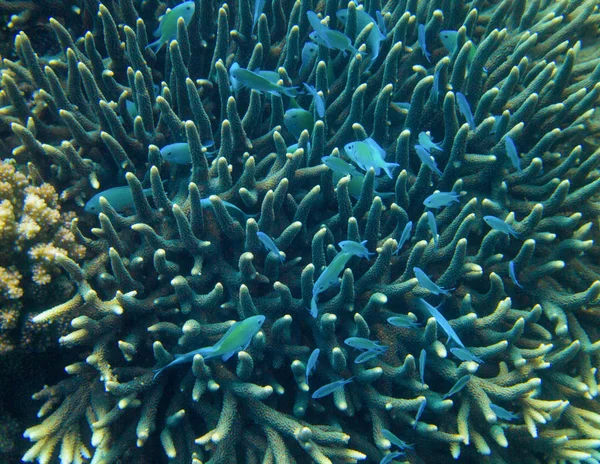 Blue fish hide in spiky coral. Exotic island sea shore. Tropical seashore landscape underwater photo. — Stock Photo, Image