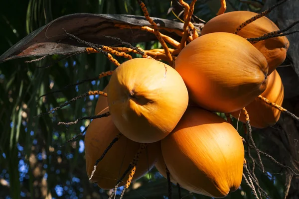 Gula kokos på Palm i solljus. Gyllene Malayan dvärg palmträd. — Stockfoto