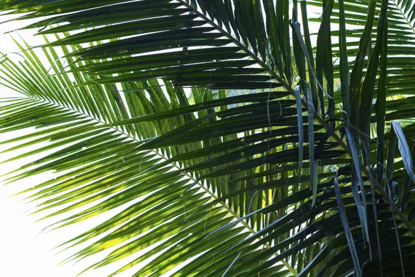 Palma da cocco foglia vivida foto tonica. Primo piano con le foglie di cocco. Astratto cocco sfondo foglia di palma . — Foto Stock