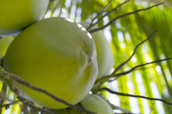 Gröna kokos växande på Palm. Kokos i solljus. Coco palm muttertree. — Stockfoto