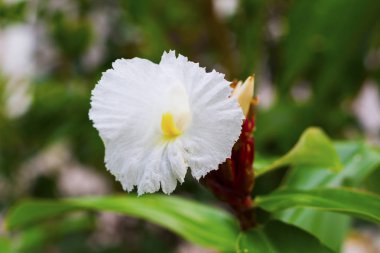 White tropical flower on green branch with buds. White flower on green branch.