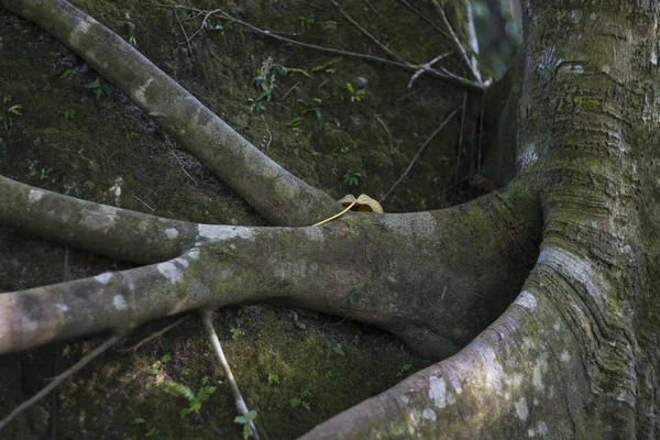 Tropical tree trunk and roots around stone (en inglés). Raices aéreas del árbol de Banyan trepan sobre piedra . —  Fotos de Stock