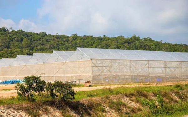 Summer landscape with greenhouses. Hothouse for plants and vegetables growth.
