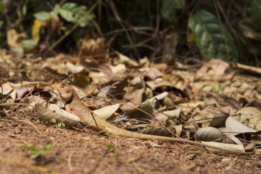 Turuncu kertenkele güneş altında kuru yaprakları. Kahverengi iguana taklit tarafından gizler. Vahşi doğa egzotik hayvan