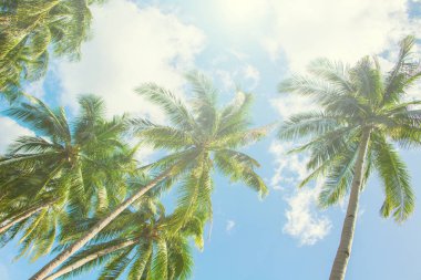 Palmiye ağacı ve mavi gökyüzü güneş ışığı altında. Palm ile tropikal manzara gökyüzü arka plan üzerinde bırakır.