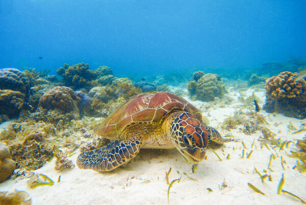 Морская черепаха ест водоросли на песчаном дне. Белый коралловый песок и коралловый риф
.