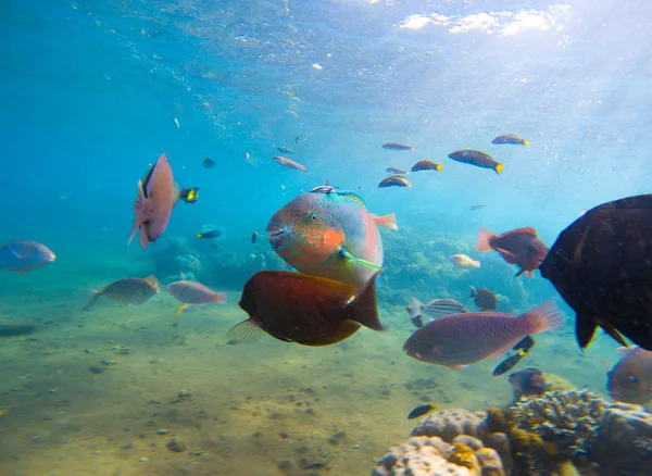 Vue sous-marine avec banc de poissons tropicaux. Formation de jeunes coraux et bancs de poissons coralliens . — Photo