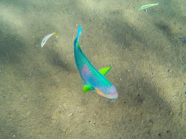 Tropical coral fishes in the sea. Colorful tropical fish underwater photo.