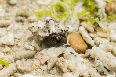 Tropik sahilde Deniz kabuğunda pavurya. Münzevi kimse Yengeç seashell makro fotoğraf ile