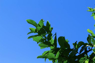 Yeşil ağaç dalı yapraklarda mavi gökyüzü arka plan ile. Doğal fotoğraf duvar kağıdı.