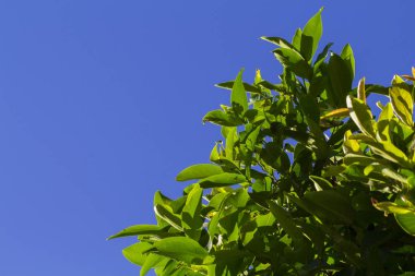 Tropik ağaç dalı ile mavi gökyüzü arka plan üzerinde bırakır. Doğal fotoğraf duvar kağıdı.