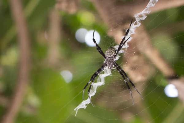 Ragno bianco e nero sulla foto macro di rete. Grande ragno nella foresta tropicale . — Foto Stock