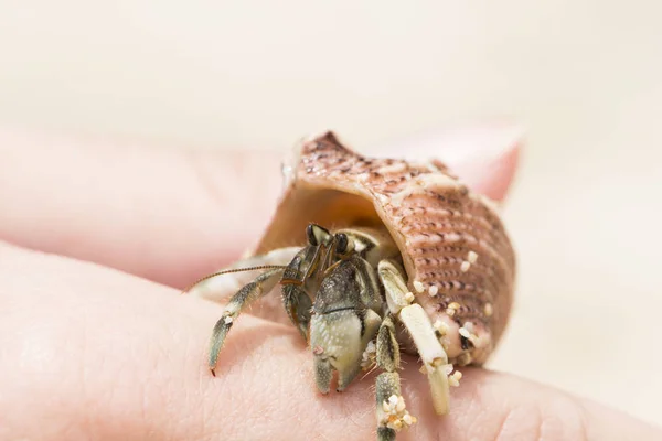 Krab Poustevník v růžové moře shell makro fotografii. Prostředí s poustevnický krab v ženě do ruky. — Stock fotografie