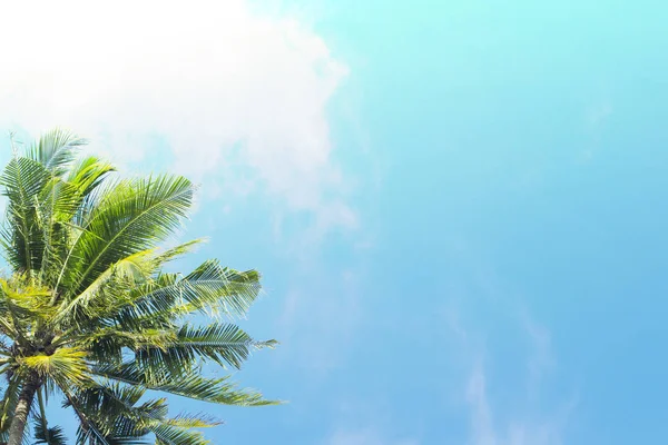 Palmera Coco sobre fondo azul cielo. Día soleado en isla tropical . — Foto de Stock