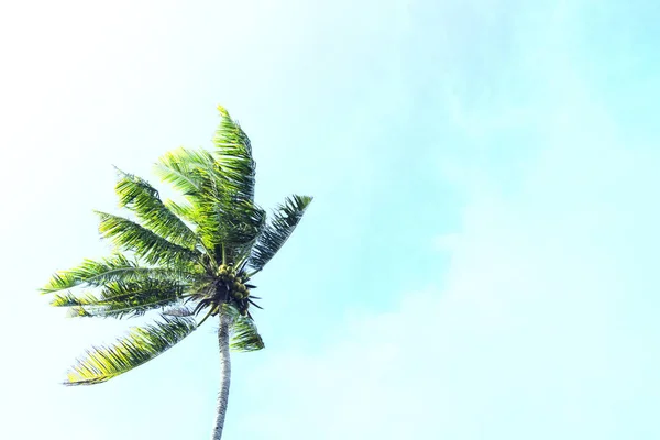 Coco palm tree σε φόντο μπλε του ουρανού. Ηλιόλουστη μέρα σε τροπικό νησί. — Φωτογραφία Αρχείου