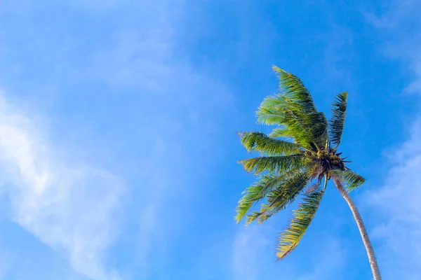 Palmera Coco sobre fondo cielo azul nublado. Día soleado en isla tropical . — Foto de Stock