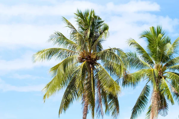 Coco palm tree na tle błękitnego nieba. Słoneczny dzień na tropikalnej wyspie. — Zdjęcie stockowe