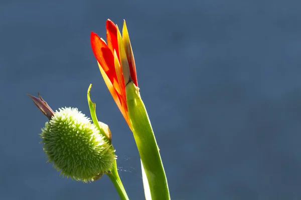 Red canna lily flower bud and green seed macro photo. Red tropical flower in bud.