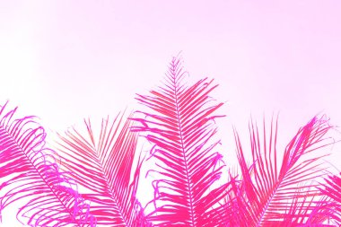 Parlak pembe coco palm ağacı yaprak gökyüzü arka plan üzerinde. Palm pembe tonda fotoğraf.