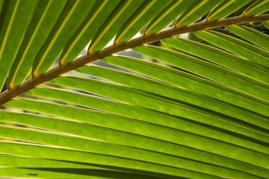 Kabarık palmiye yaprak fotoğraf arka plan. Güneş ışığı yeşil palmiye yaprağı.