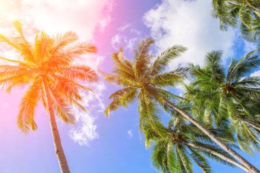 Coco palm ağacı turuncu güneş ışığı altında. Avuç içi ile tropikal peyzaj.