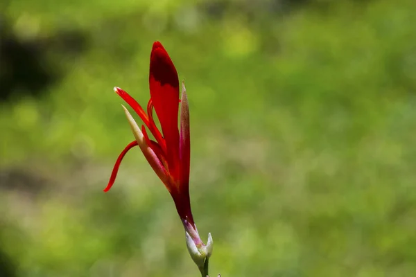 Kırmızı canna lily çiçek tomurcuk ve yeşil tohum makro fotoğraf. İçinde gonca kırmızı tropikal çiçek. — Stok fotoğraf