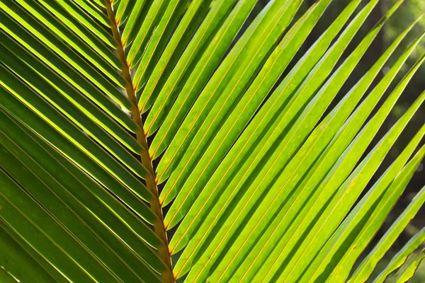 Коко пальмовый лист фото фона. Зеленый лист пальмы при солнечном свете . — стоковое фото