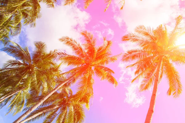 Coco palm fa forró rózsaszín hangot. Palm trópusi táj — Stock Fotó