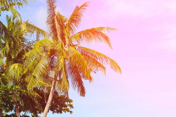 Tropiskt landskap med handflatorna. Palm tree crown på blå himmel. Solig tropisk ö tonas Foto. — Stockfoto