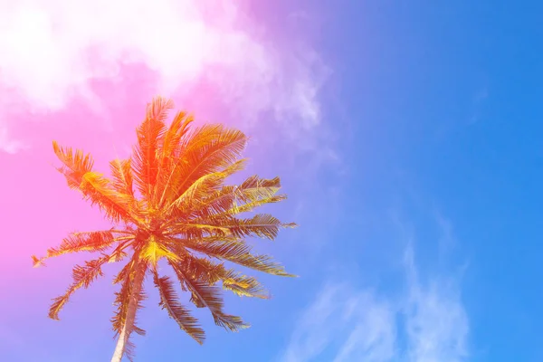 Hot pink flare on coco palm trees. Tropical landscape with palms. — Stock Photo, Image