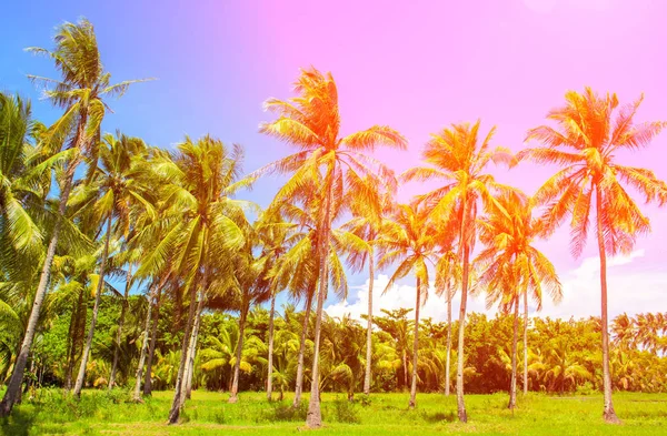 Rainbow světle coco palm stromy. Tropická krajina s palmami. Palm tree koruna na modré obloze. — Stock fotografie