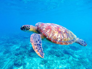 Yeşil deniz kaplumbağası portre. Büyük yeşil deniz kaplumbağası portre. Vahşi doğada deniz canlıları.
