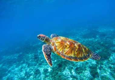 Sea turtle in blue ocean closeup. Green sea turtle closeup. Endangered species of tropical coral reef. clipart