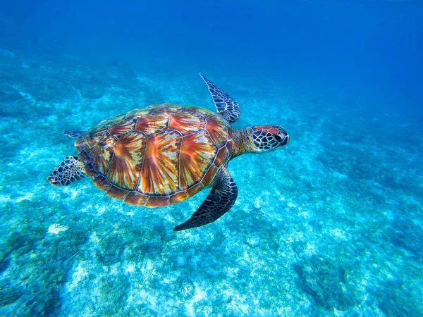 Deniz yeşil deniz kaplumbağası. Büyük yeşil deniz kaplumbağası portre. Vahşi doğa deniz canlıları. — Stok fotoğraf