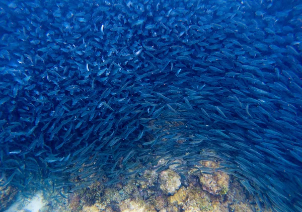 Sardines carrousel in diepblauwe oceaanwater. Enorme vis school onderzeese foto. — Stockfoto