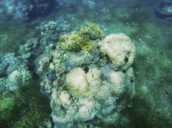 Pobrzeże tropikalny krajobraz podwodnej. Coral reef okrągły kształt. — Zdjęcie stockowe