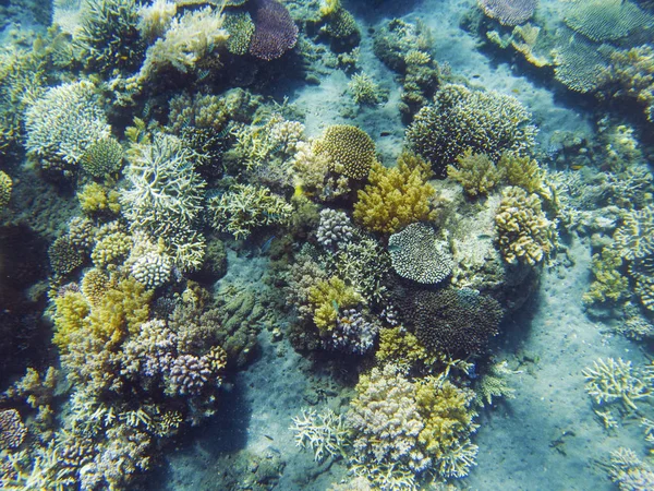 Tropical seashore underwater landscape. Coral reef and fish top view. — Stock Photo, Image