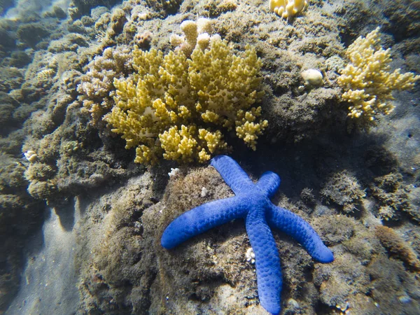 Тропический морской пейзаж под водой. Coral and blue starfish close seup . — стоковое фото