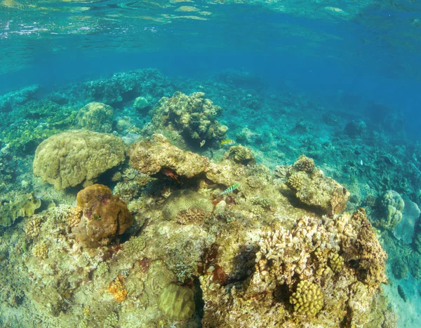 Paesaggio sottomarino con barriera corallina. Pesci tropicali in natura selvaggia . — Foto Stock