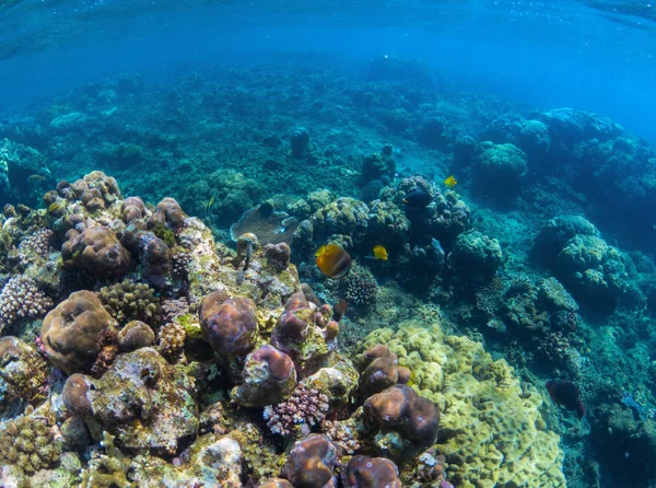 Підводна перспектива коралових рифів. океанічної біосфери . — стокове фото