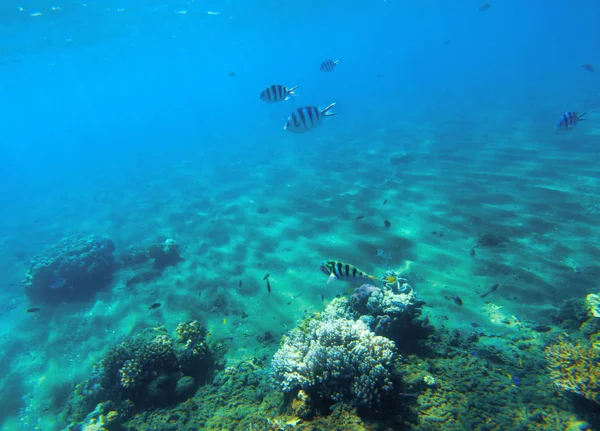 Paysage sous-marin avec récif corallien. Formes corail dur. Poissons coralliens sous-marins . — Photo