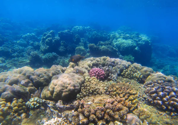 Paisaje submarino con arrecife de coral a la luz del sol. Biosfera oceánica . — Foto de Stock