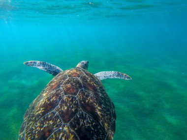 Deniz kaplumbağası tropikal denizin deniz tabanında yüzer. Doğal ortamda nesli tükenmekte olan deniz kaplumbağası. Şnorkelle yüzme ya da dalış flaması