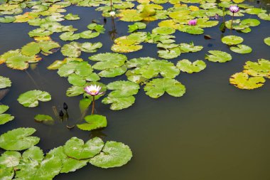 Yeşil su yüzeyinde yuvarlak yaprakları olan beyaz nilüfer çiçeği. Metin konumlu Oryantal zen pankart şablonu.