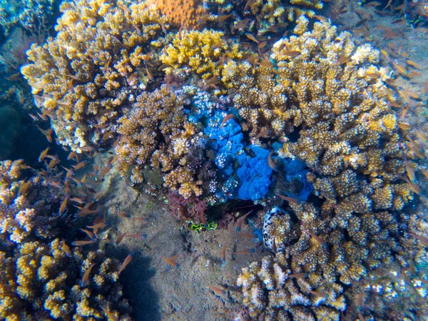 Podwodny krajobraz z rafą koralową i rybami. Różnorodność koralowa top view photo. Niebiesko-żółte formacje koralowe. — Zdjęcie stockowe