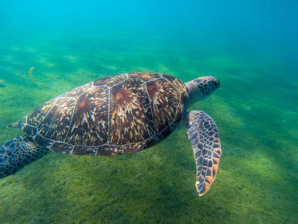 Sea turtle in green shore of tropical sea. Big marine tortoise in natural environment. Snorkeling or diving banner