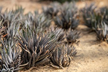 Kuru kum topraklarında sulu bitkiler. Bir sürü sulu çizgili yaprak perspektifli fotoğraf. Metin yeri olan çiçekçi afişi şablonu