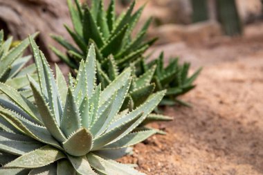 Çöl kum toprağındaki Aloe bitkisi. Yaprak perspektifi fotoğrafında iğne olan küçük bir aloe vera. Çiçekçi afişi şablonu